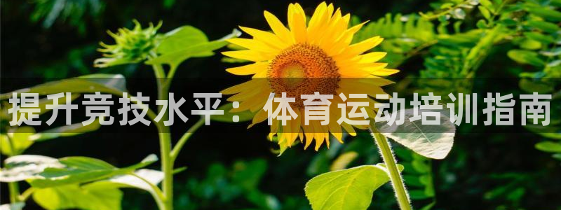 极悦平台登录不进去怎么回事呢：提升竞技水平：体育运动